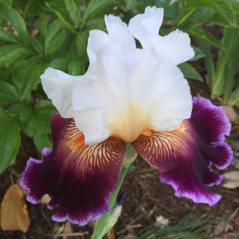 Flower picture of this Iris variety