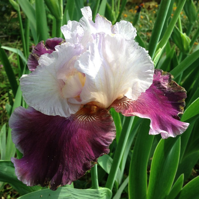 Flower picture of this Iris variety