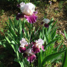 Established clump picture of this Iris variety
