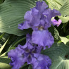 Flower picture of this Iris variety