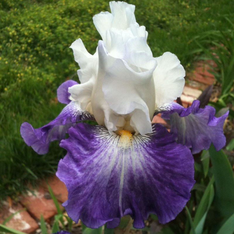 Flower picture of this Iris variety