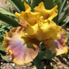 Flower picture of this iris variety.