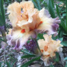 Flower picture of this iris variety.