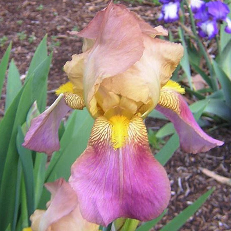 picture of this iris variety flower