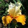 Flower picture of this Iris variety