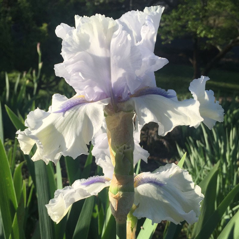 Flower picture of this Iris variety
