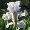 Flower picture of this Iris variety