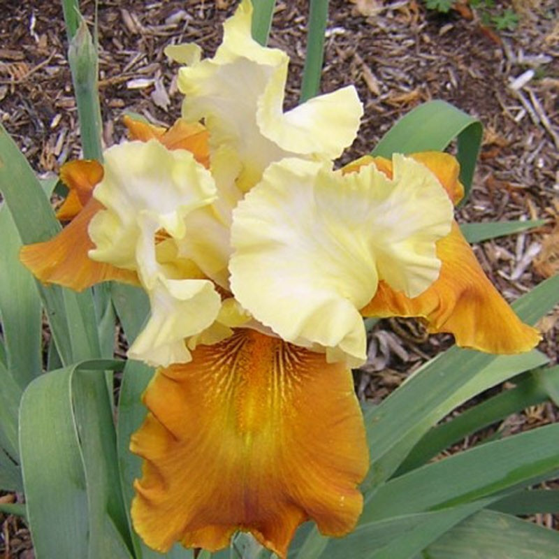 Flower picture of this Iris variety
