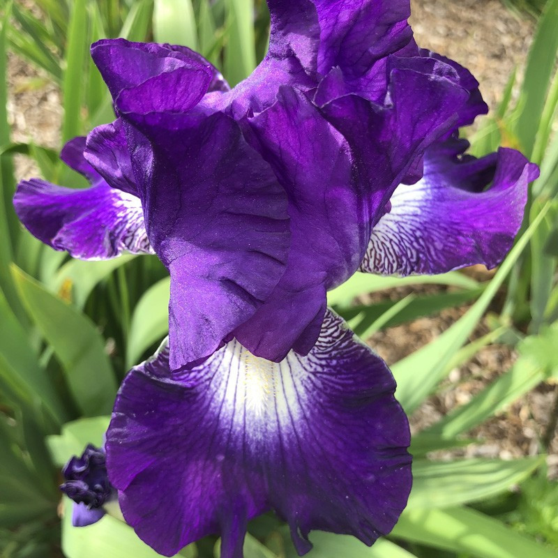 Flower picture of this Iris variety