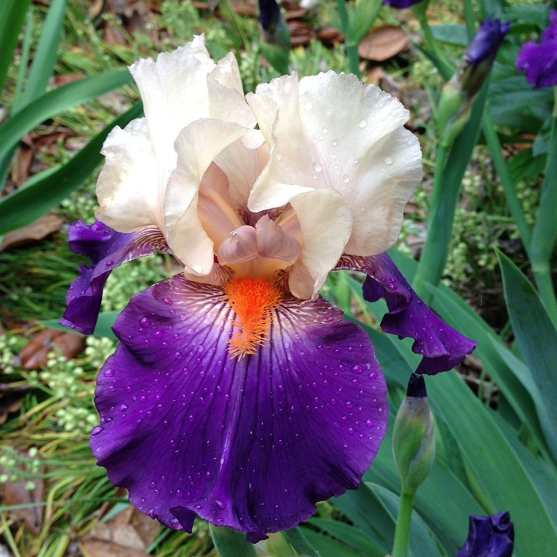 picture of this iris variety flower picture of this iris variety flower