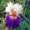 picture of this iris variety flower