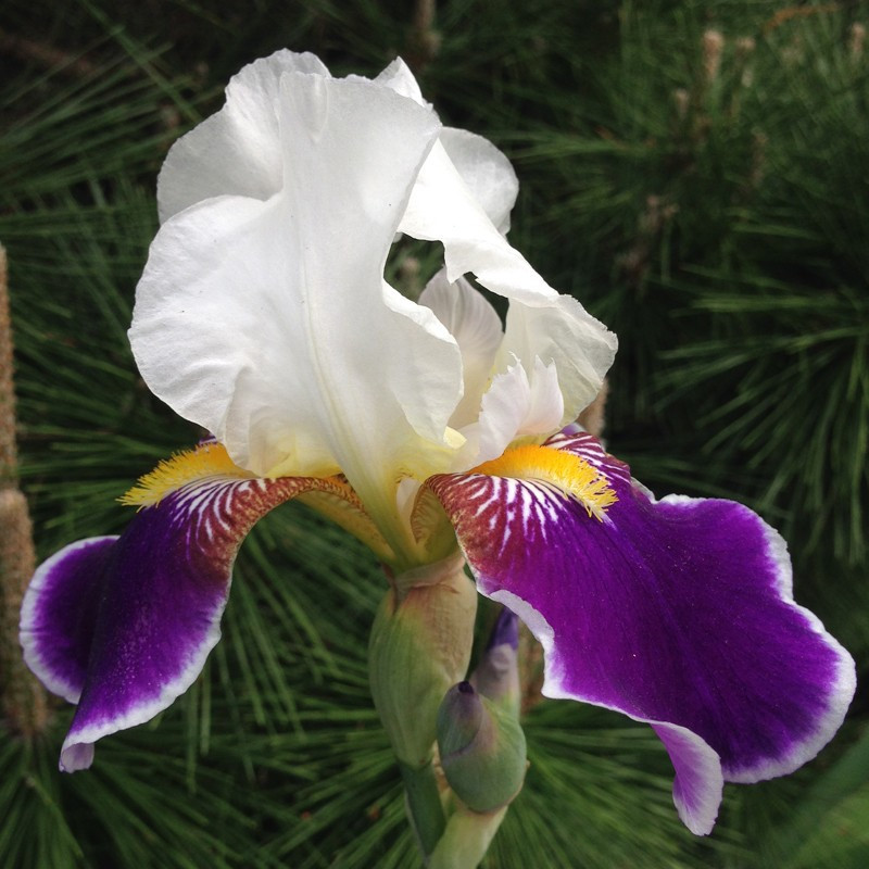 Flower picture of this iris variety Flower picture of this iris variety