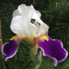 Flower picture of this iris variety