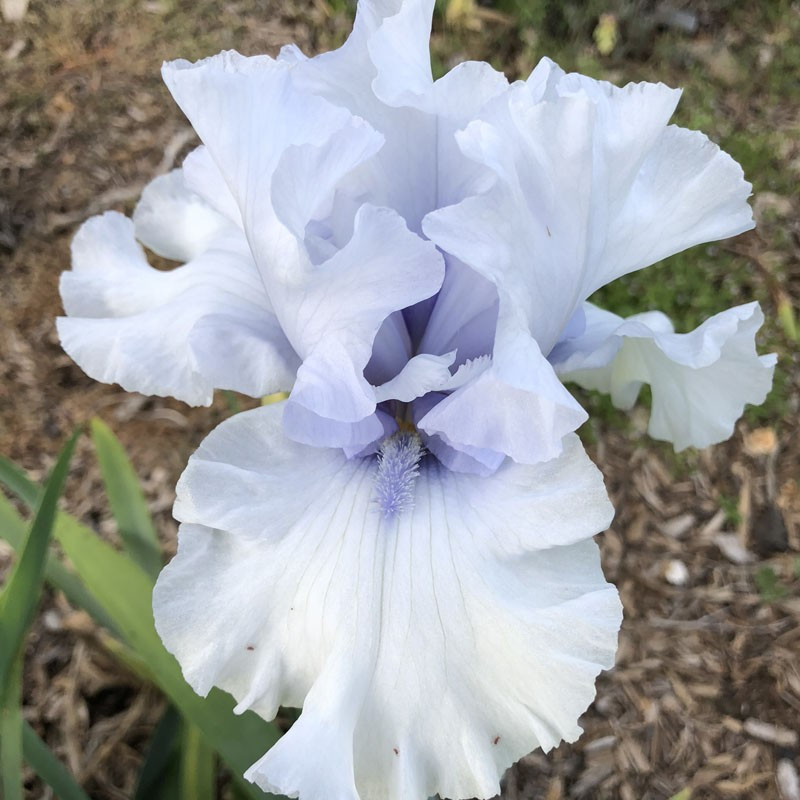 Flower picture of this Iris variety