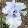 Flower picture of this Iris variety