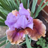 picture of this iris variety flower