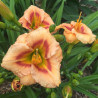 Picture of this variety daylily flower