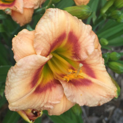 Picture of this variety daylily flower
