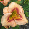Picture of this variety daylily flower
