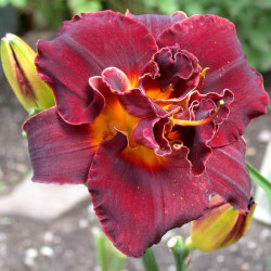 Picture of this variety daylily flower