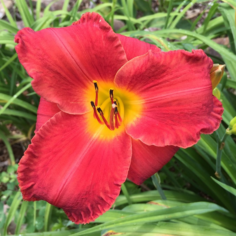 Picture of this variety daylily flower