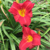 Picture of this variety daylily flower