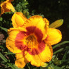 Picture of this variety daylily flowers