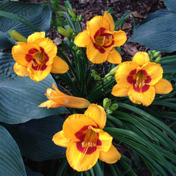 Picture of this variety daylily flowers