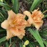 Picture of this variety daylily flower