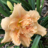 Picture of this variety daylily flower
