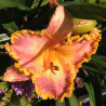 Picture of this variety daylily flowers