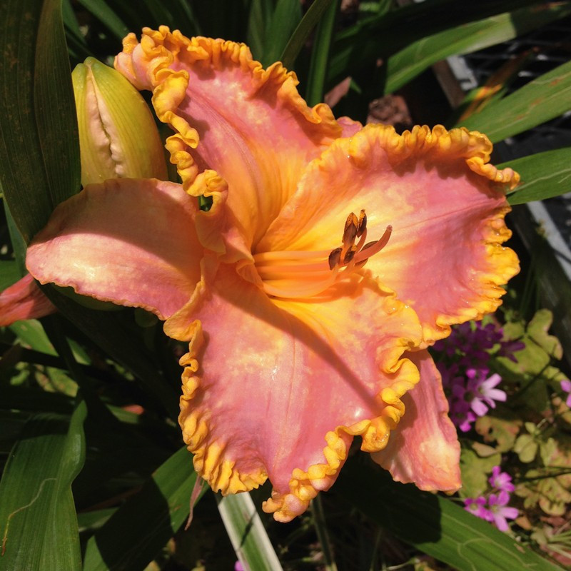 Picture of this variety daylily flowers