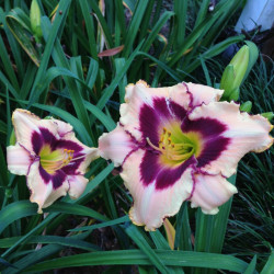 Picture of this variety daylily flower