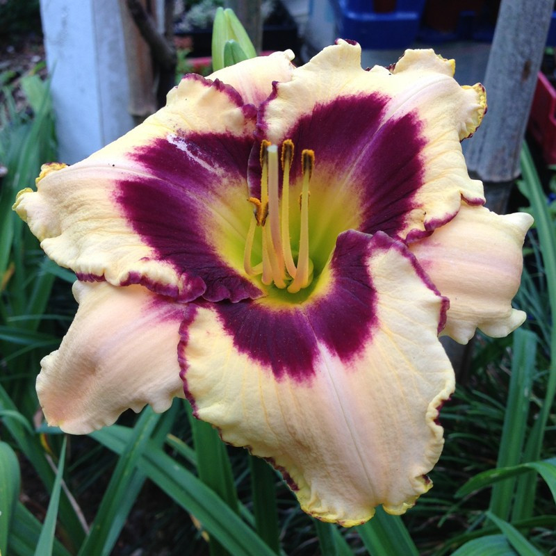 Picture of this variety daylily flower