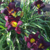 Established clump picture of this variety daylily flowers