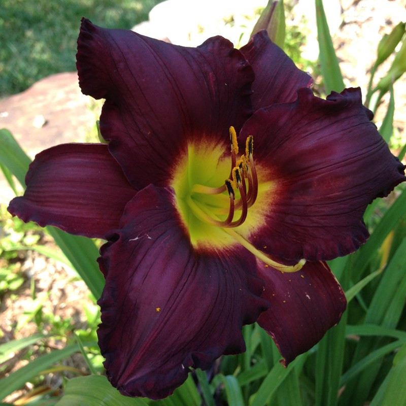 Picture of this variety daylily flowers