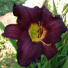 Picture of this variety daylily flowers