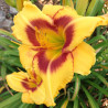 Picture of this variety daylily flowers
