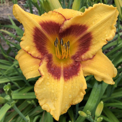 Picture of this variety daylily flowers