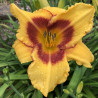 Picture of this variety daylily flowers