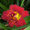 Picture of this variety daylily flower
