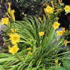 Established clump picture of this variety daylily flower