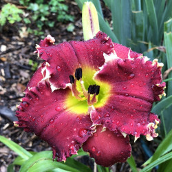 Picture of this variety daylily flower