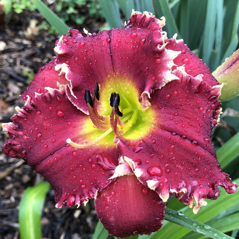 Picture of this variety daylily flower