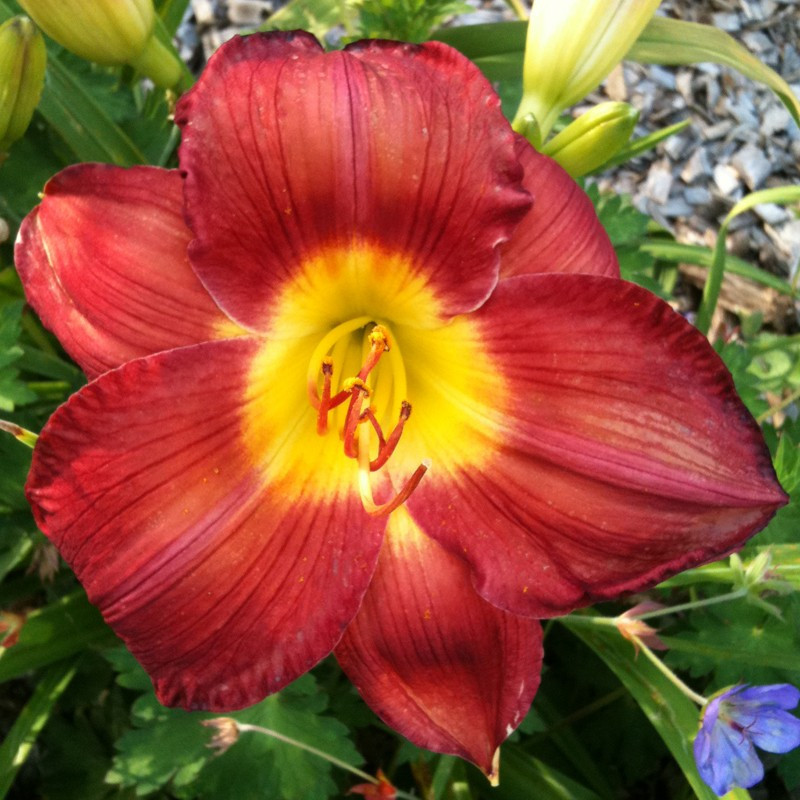 Picture of this variety daylily flower