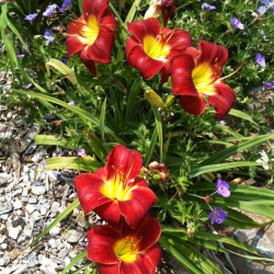 Established clump picture of this variety daylily flower