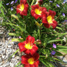Established clump picture of this variety daylily flower