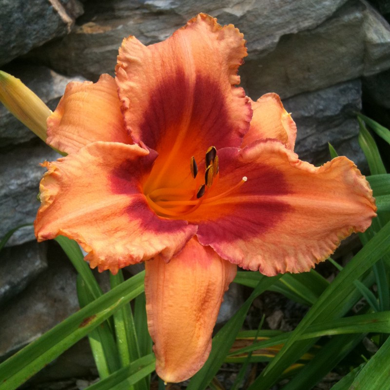 Picture of this variety daylily flower