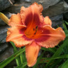 Picture of this variety daylily flower