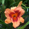 Picture of this variety daylily flower